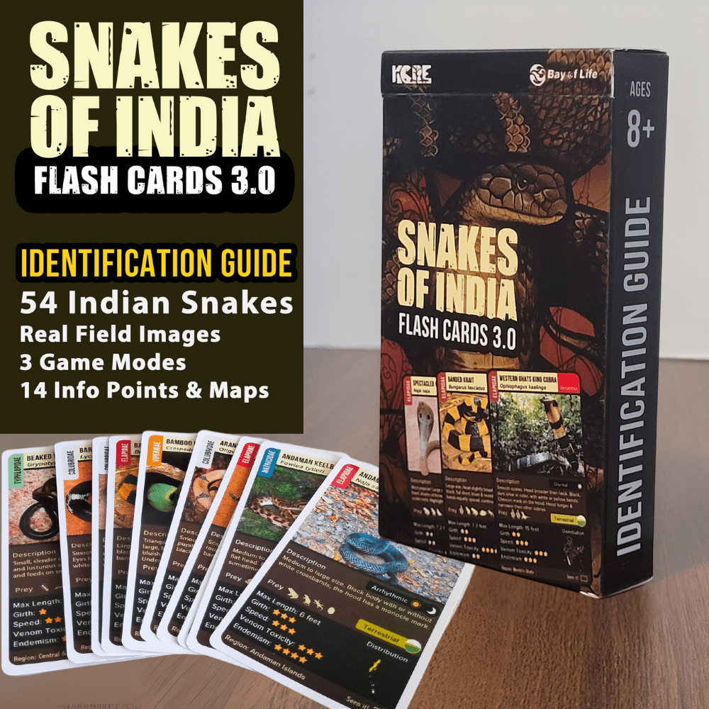 snakes of india flash cards snake cards Indian snakes